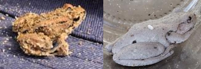 Brown Striped Marsh Frog and Peron's Tree Frog